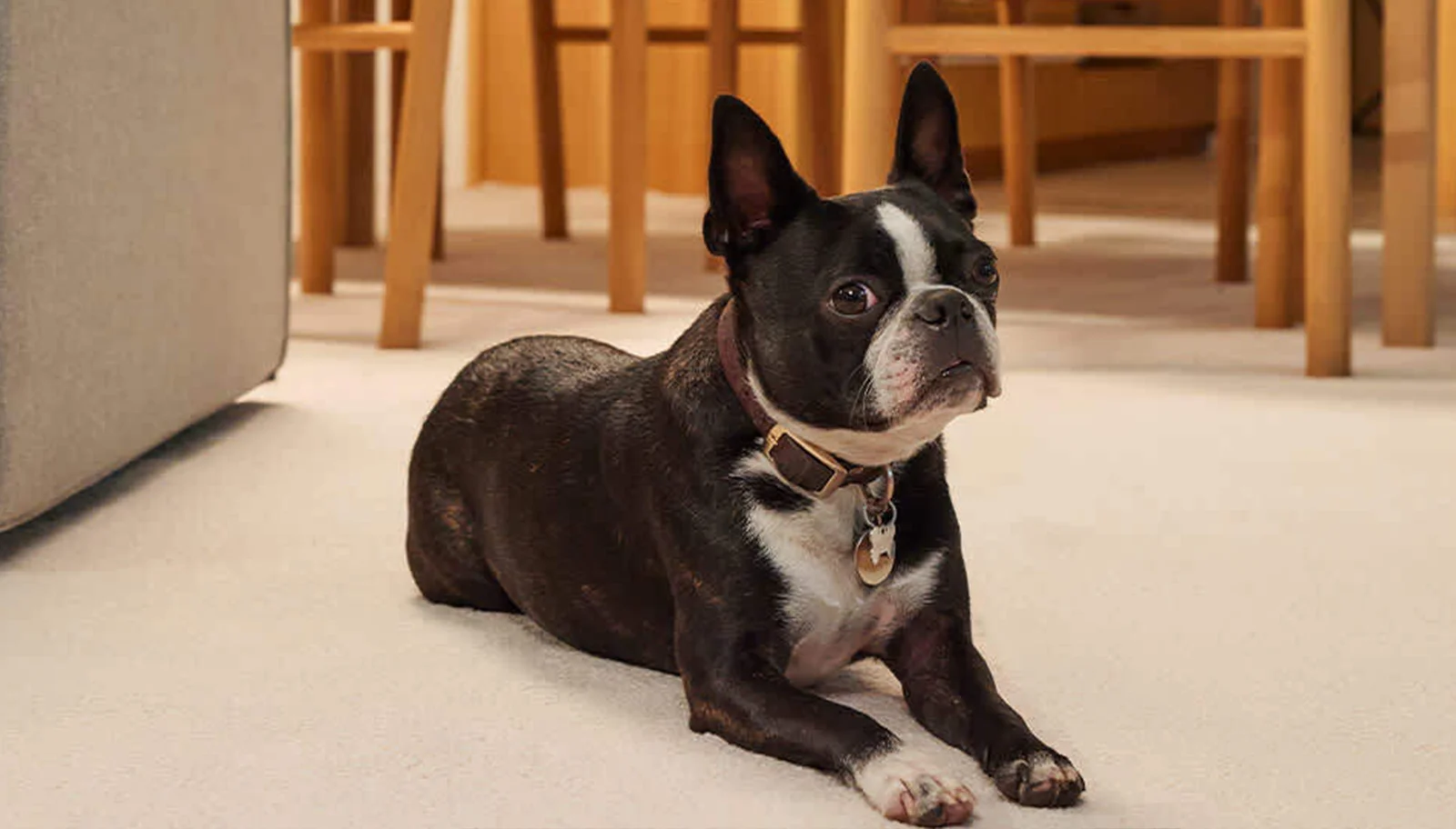 Best flooring options for pets